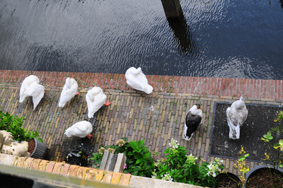 904767 Afbeelding van ganzen op de werf langs de Oudegracht te Utrecht, naast het pand Donkere Gaard 13.